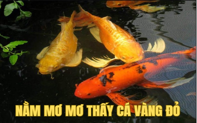 Chiêm bao thấy cá vàng đỏ