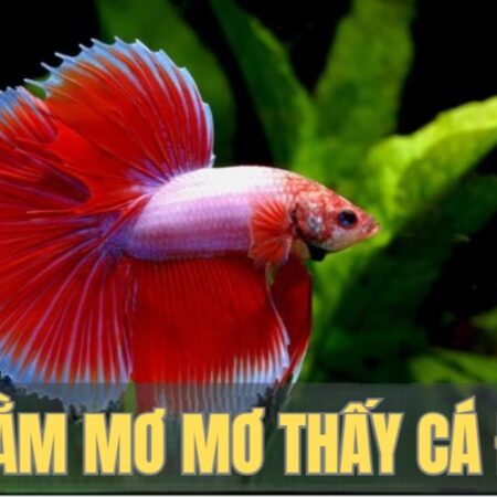 NẰM MƠ MƠ THẤY CÁ ĐỎ