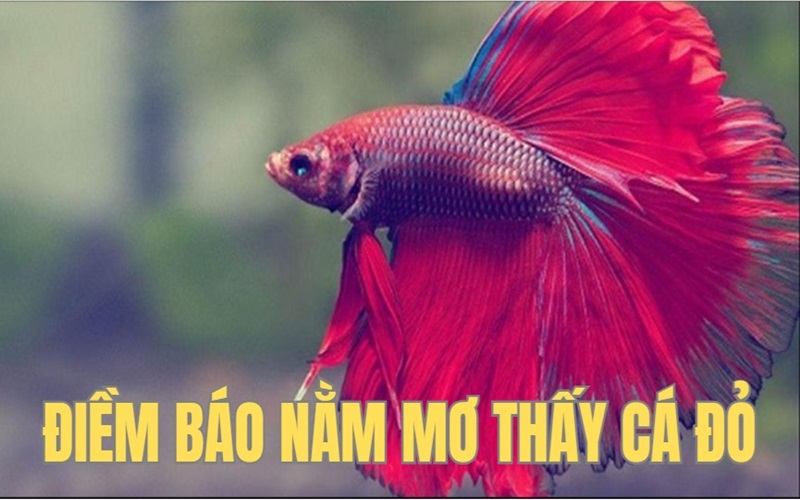 Nằm Mơ Mơ Thấy Cá Đỏ Là Điềm Báo Tốt Hay Xấu?