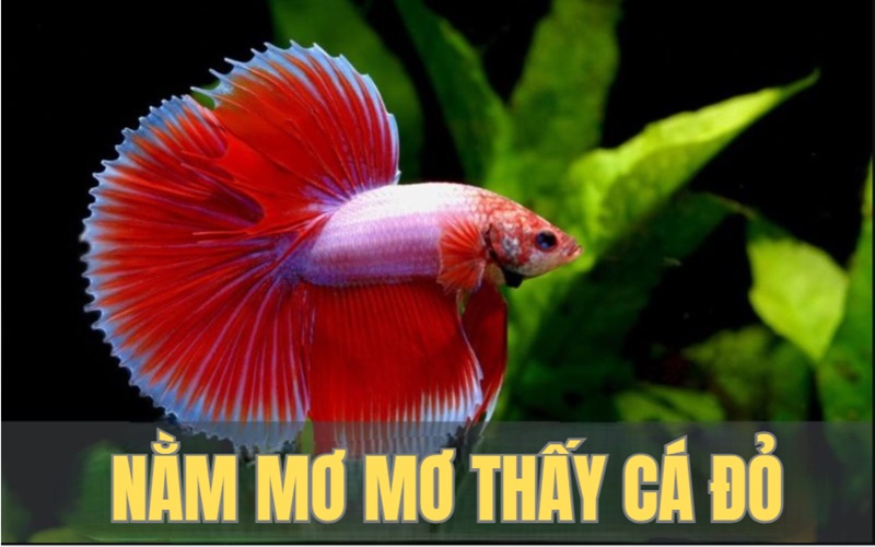 Ý nghĩa giấc mộng thấy cá đỏ theo khoa học